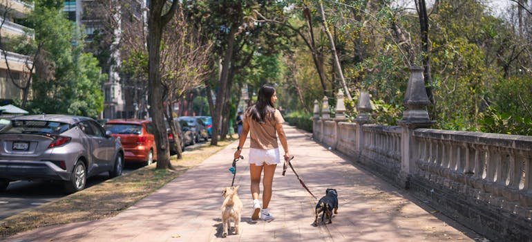 A person in the park with pets