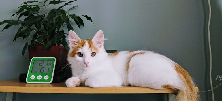 A cat next to the equipment for temperature and humidity