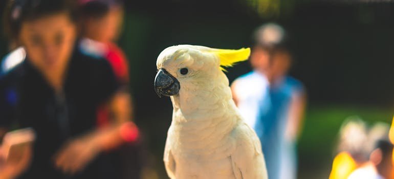A white parrot