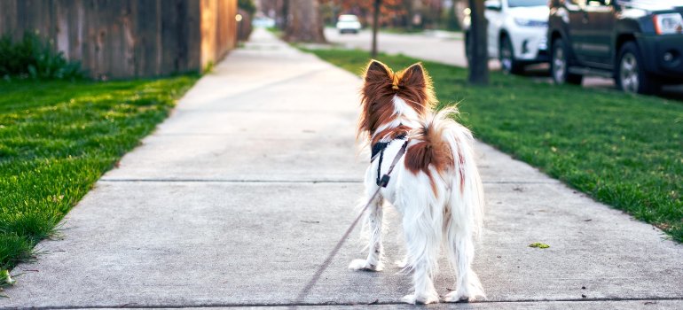 A small dog on a leash standing on a clean suburban sidewalk with grass and parked cars nearby.
