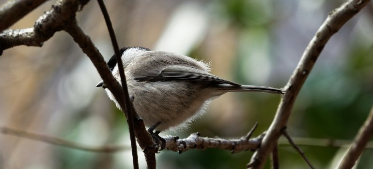 Bird on a branch 
