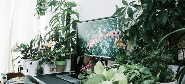 Black Flat Screen Tv Turned On Near Green Plant