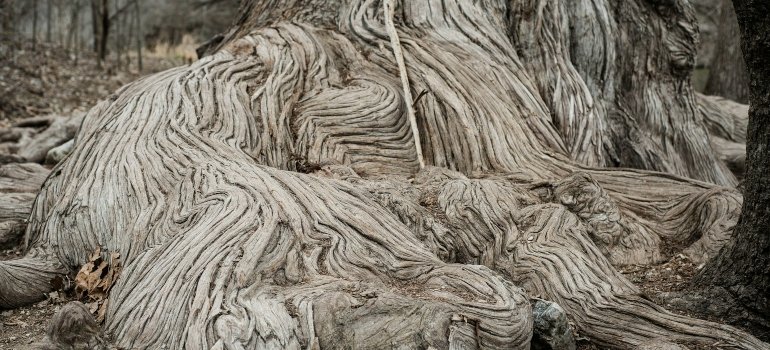 Old tree in Spring Branch